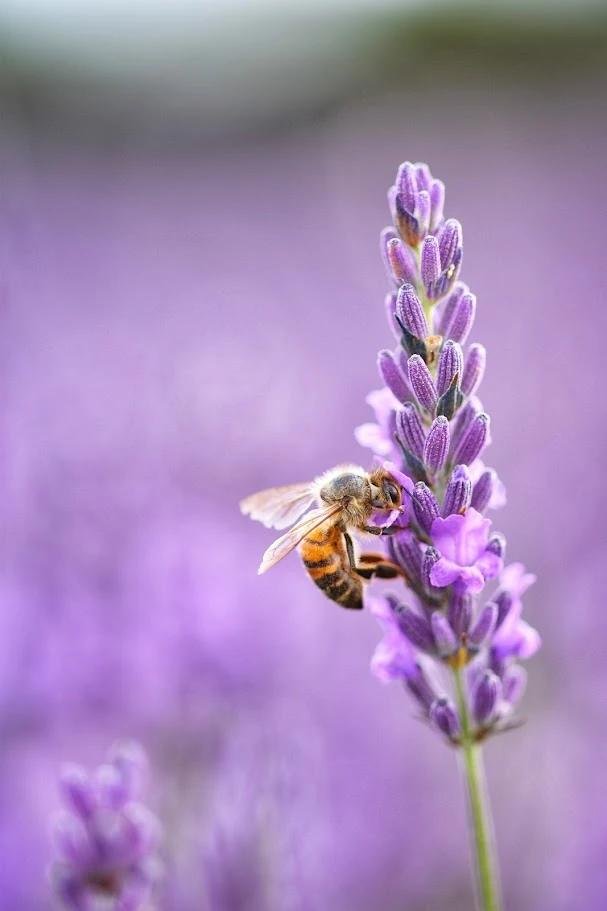 Bee in Mayfield Lavender Farm, London