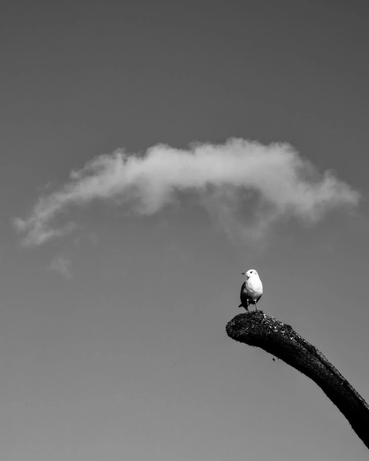 Bird sitting on a sculpture in Victoria Park, London